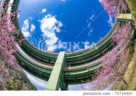 Kawazu Loop Bridge, Kawazu Town, Kamo District, Shizuoka Prefecture and Kawazu Sakura in Kamijou Kawazu Loop Bridge, Kawazu Town, Kamo District, Shizuoka Prefecture and Kawazu Sakura in Kamijou 75714485