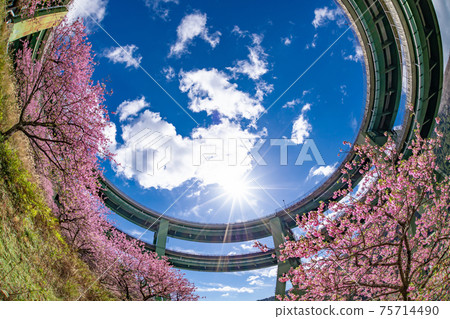 靜岡縣加茂區川津町川津環路橋和神久町川津櫻 靜岡縣加茂區川津町川津環路橋和神久町川津櫻 75714490