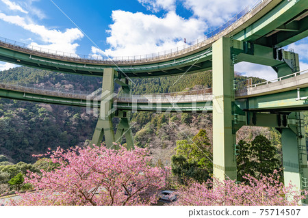 Kawazu Loop Bridge, Kawazu Town, Kamo District, Shizuoka Prefecture and Kawazu Sakura in Kamijou Kawazu Loop Bridge, Kawazu Town, Kamo District, Shizuoka Prefecture and Kawazu Sakura in Kamijou 75714507