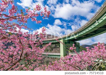 靜岡縣加茂區川津町川津環路橋和神久町川津櫻 靜岡縣加茂區川津町川津環路橋和神久町川津櫻 75714510