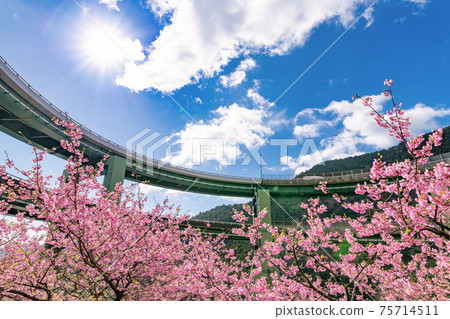 靜岡縣加茂區川津町川津環路橋和神久町川津櫻 靜岡縣加茂區川津町川津環路橋和神久町川津櫻 75714511