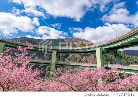 靜岡縣加茂區川津町川津環路橋和神久町川津櫻 75714512