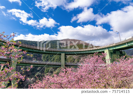 靜岡縣加茂區川津町川津環路橋和神久町川津櫻 靜岡縣加茂區川津町川津環路橋和神久町川津櫻 75714515