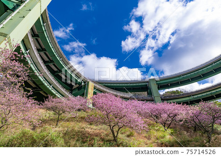 靜岡縣加茂區川津町川津環路橋和神久町川津櫻 靜岡縣加茂區川津町川津環路橋和神久町川津櫻 75714526