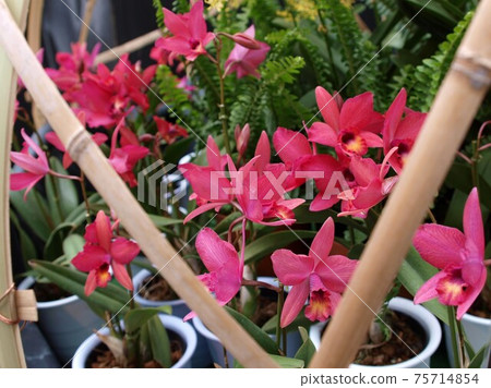 一年四季盛開的蘭花 75714854