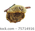 Isolated beehive on stick 75714916