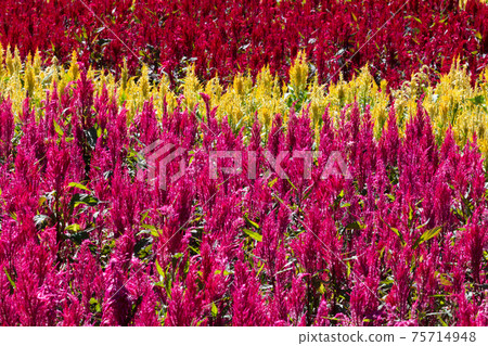 Keito的花 75714948