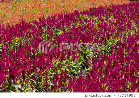 Keito的花 75714998