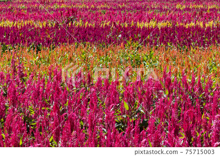 Keito的花 75715003