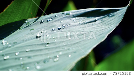 Polka dots on the teeth 75715198