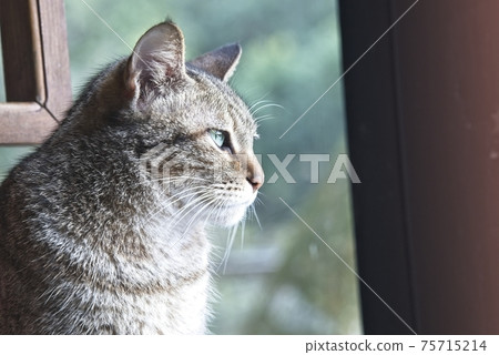 Cat looking ahead close-up Cat looking ahead close-up 75715214