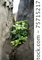 Stone Stitched Plant 75715217