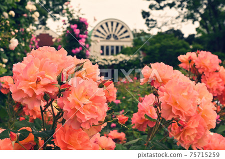 Hill Park where Yokohama · Harbor can be seen Hill Park where Yokohama · Harbor can be seen 75715259