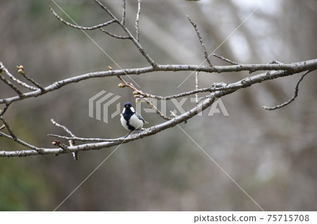 Tits flying in the branches of cherry blossoms 75715708