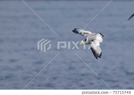 Creatures Wild birds Black-legged kittiwake, beak is blackish and black-brown pattern on the back. Young birds have black tail feathers Creatures Wild birds Black-legged kittiwake, beak is blackish and black-brown pattern on the back. Young birds have black tail feathers 75715749