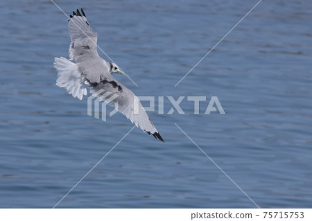 Creatures, wild birds, black-legged kittiwakes, find food and brake suddenly. The tail feathers are fully spread and the wings are in a reverse injection state. Creatures, wild birds, black-legged kittiwakes, find food and brake suddenly. The tail feathers are fully spread and the wings are in a reverse injection state. 75715753