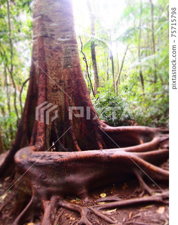 Giant tree in the Joara section of Tamborine National Park, Australia 75715798