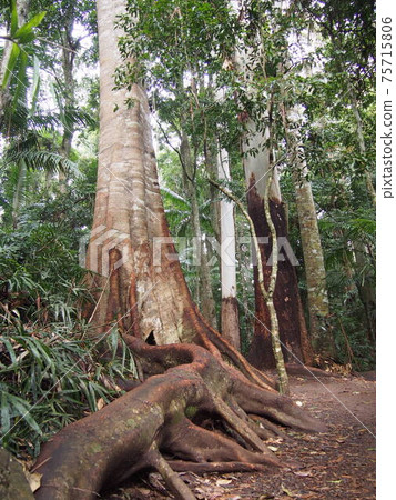 Giant tree in the Joara section of Tamborine National Park, Australia 75715806