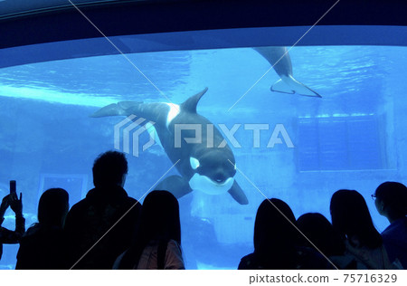 Killer whales providing fan service at the aquarium 75716329