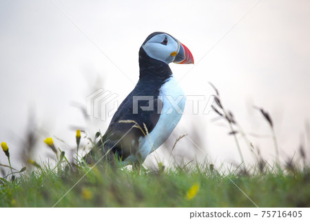 paffin bird on the grass in Iceland 75716405