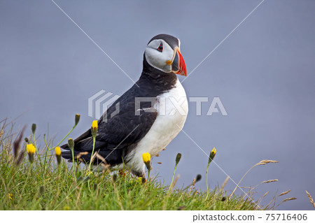 paffin bird on the grass in Iceland 75716406