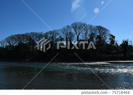 The leaves of the large zelkova trees lined up on the opposite bank fall and the blue sky can be seen through the branches. The leaves of the large zelkova trees lined up on the opposite bank fall and the blue sky can be seen through the branches. 75716468