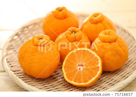 Shiranui _ dekopon lined up on a colander on a wooden table 75716657