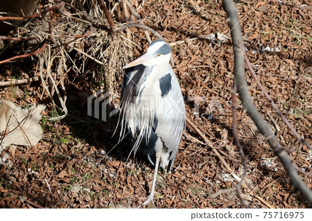 水邊鳥：蒼鷺：淀川魔杖 75716975