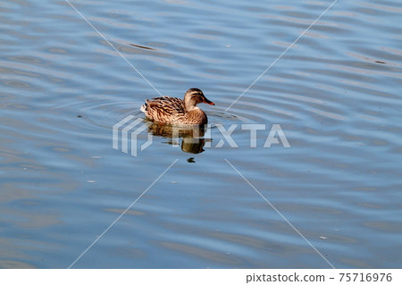 水邊鳥：斑嘴鴨：大阪淀川 75716976