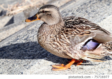 水邊鳥:斑嘴鴨:大阪淀川 水邊鳥:斑嘴鴨:大阪淀川 75716977