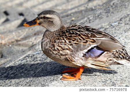 水邊鳥：斑嘴鴨：大阪淀川 75716978