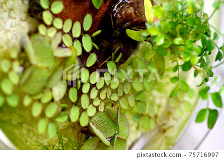 室內生物群落水生植物 室內生物群落水生植物 75716997