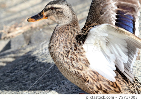 水邊鳥類:斑嘴鴨和拍打:大阪淀川 水邊鳥類:斑嘴鴨和拍打:大阪淀川 75717005