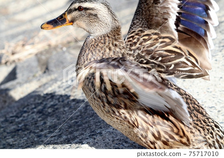 Waterside birds: Spot-billed ducks & flapping: Yodogawa, Osaka Waterside birds: Spot-billed ducks & flapping: Yodogawa, Osaka 75717010