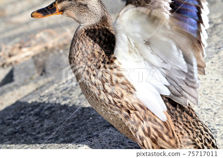 水邊鳥類:斑嘴鴨和拍打:大阪淀川 水邊鳥類:斑嘴鴨和拍打:大阪淀川 75717011