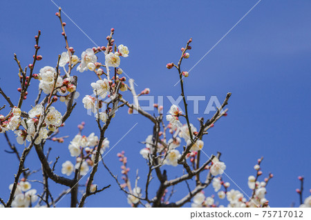 梅花盛開在蔚藍的天空東京二月 梅花盛開在蔚藍的天空東京二月 75717012