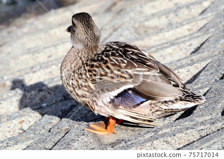 水邊鳥:斑嘴鴨:大阪淀川 水邊鳥:斑嘴鴨:大阪淀川 75717014