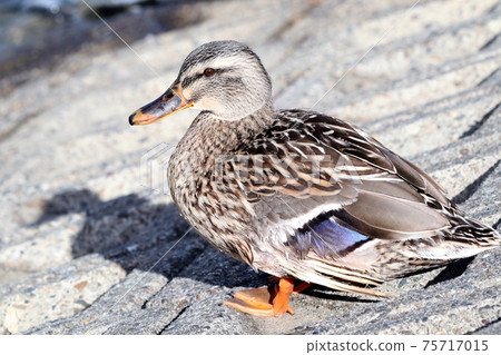 水邊鳥:斑嘴鴨:大阪淀川 水邊鳥:斑嘴鴨:大阪淀川 75717015