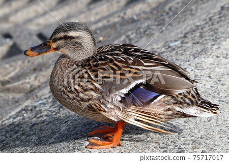 Waterside birds: Spot-billed ducks: Yodogawa, Osaka 75717017
