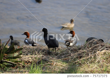 Male coot and wigeon resting on a riverbed in winter Male coot and wigeon resting on a riverbed in winter 75717373
