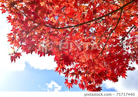 秋葉吉水院 75717440