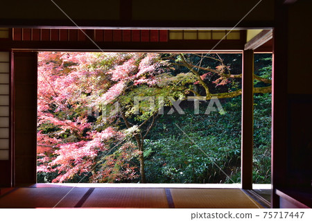 Autumn leaves Yoshimizuen 75717447