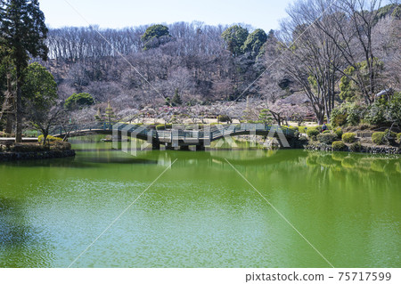 藥師池公園早春景 75717599
