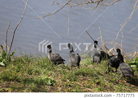 一群白骨頂在冬天的河床上休息 75717775