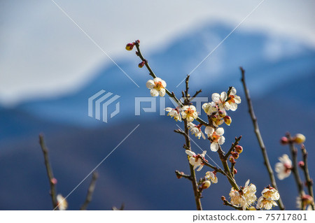 Plum blossom and Kai Komagatake Plum blossom and Kai Komagatake 75717801