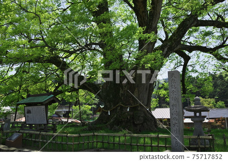 大阪的Noma no Okeyaki Nose 75717852