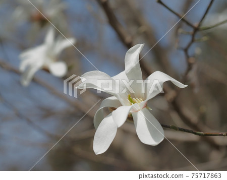 玉蘭的白花 75717863