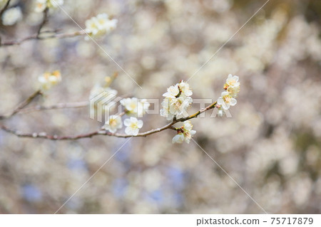 White flower flowers 75717879