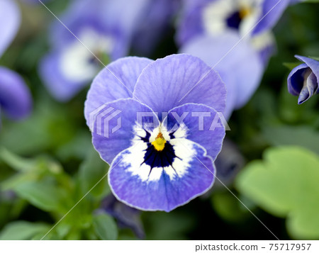 Viola flowers 75717957