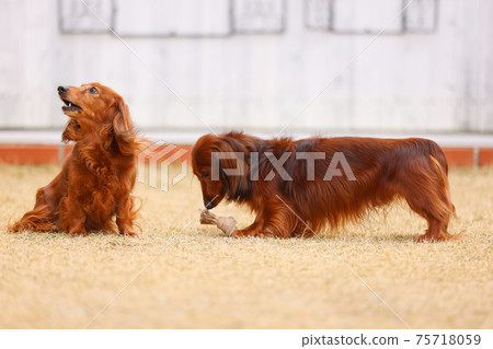 Dachshund playing in the garden Dachshund playing in the garden 75718059
